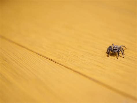 家中 小蜘蛛|家の中で見かける蜘蛛は駆除するべきか見逃すべきか…